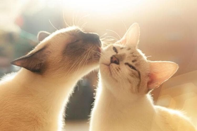 National Adopt a Cat Month