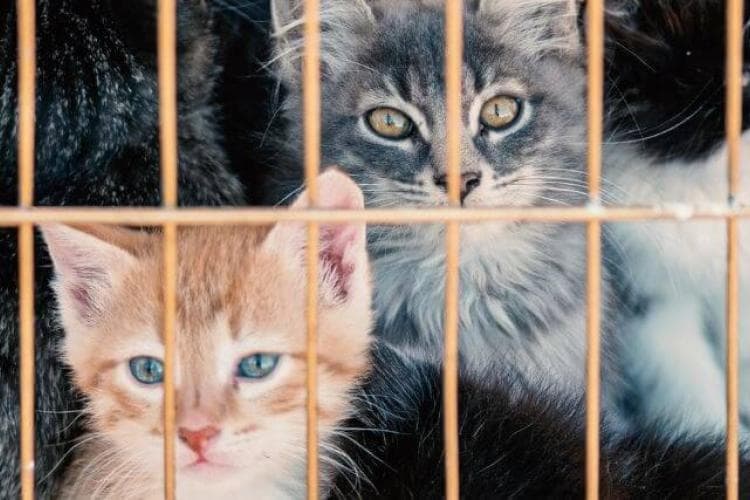 Cats in shelter