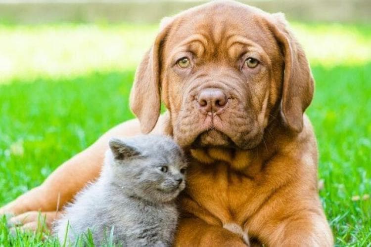 How to Keep Your Pets Safe From Extreme Heat This Summer