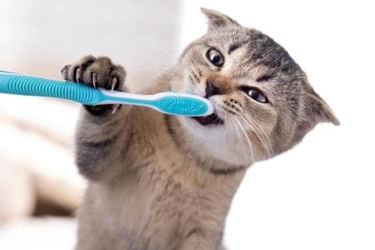 tips for cat dental care