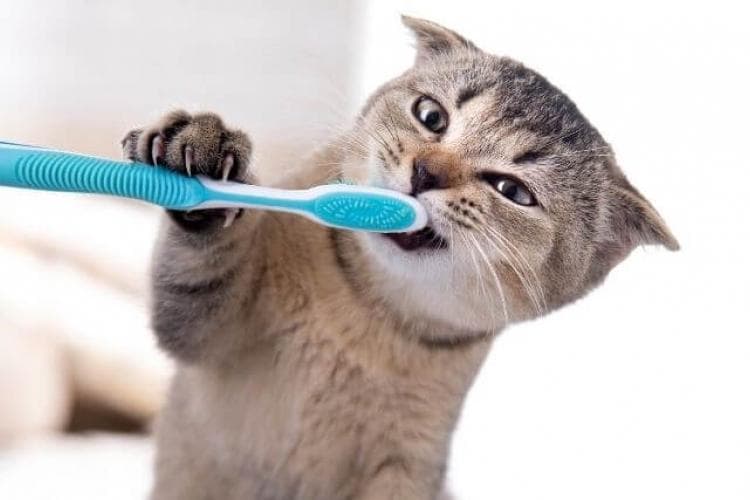 tips for cat dental care
