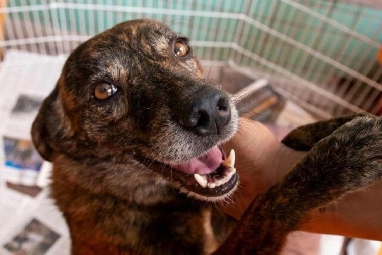 National Rescue Dog Day – Top Reasons Why a Rescue Should Be Your Next Dog
