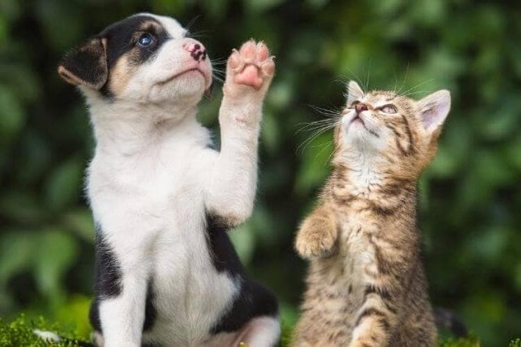 importance of pet microchipping