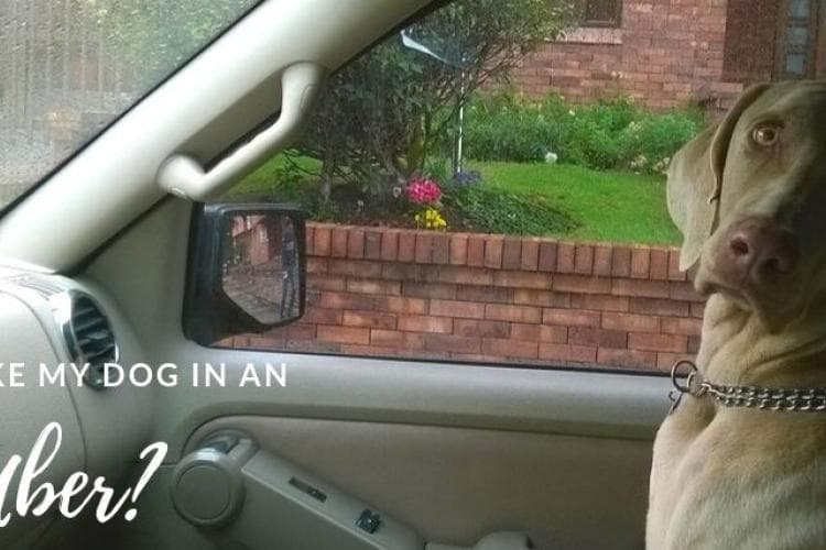 can my dog ride in a lyft or uber?