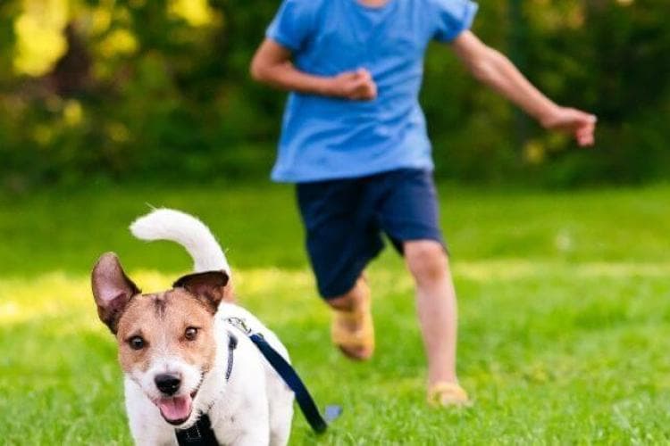preventing dog bites in kids