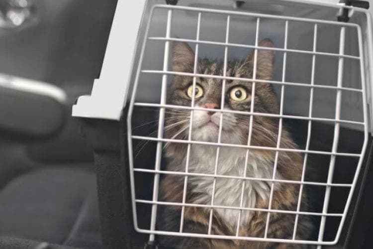 how to take your cat in the car without the stress