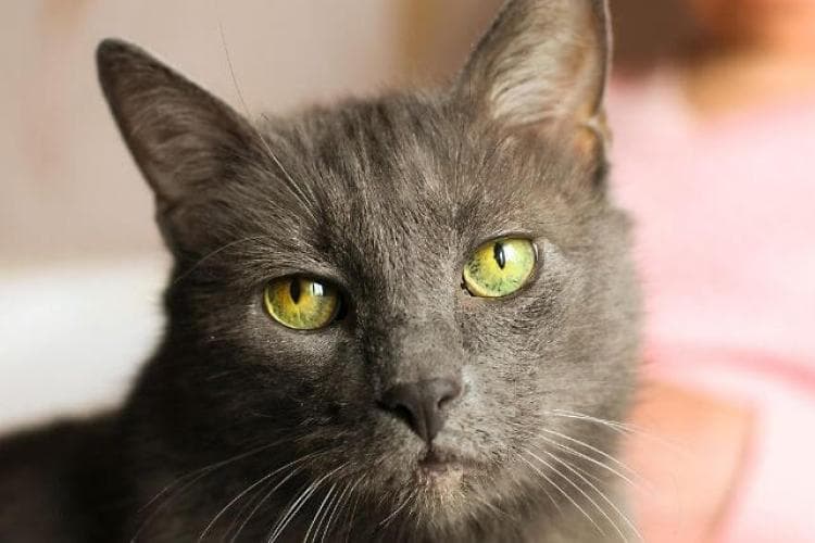 senior cat care