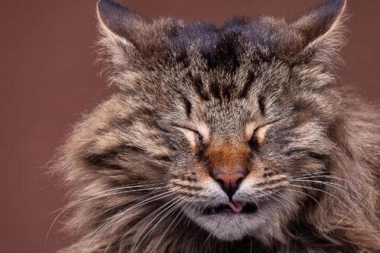 How to Know When to Take Your Sneezing Cat to the Vet
