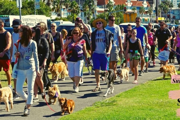 keeping dogs safe at outdoor summer events