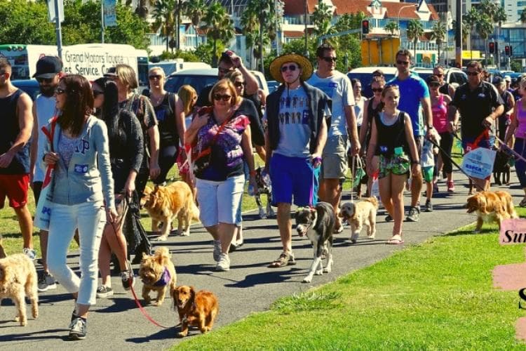 keeping dogs safe at outdoor summer events