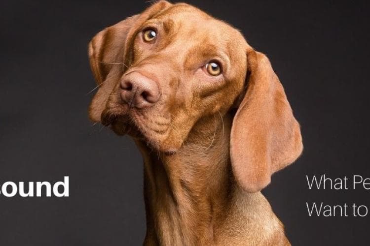 ultrasound information for dogs and cats