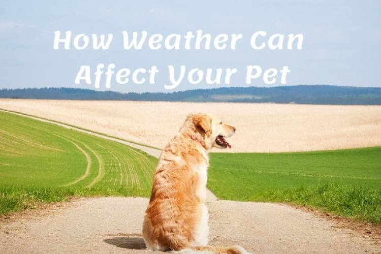 how the weather affects your pet
