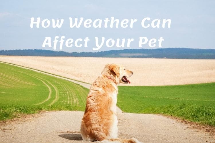 how the weather affects your pet