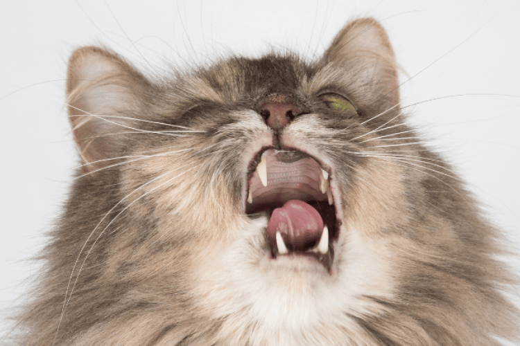 sneezing cat