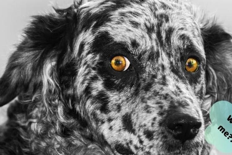 strange dog behaviors explained