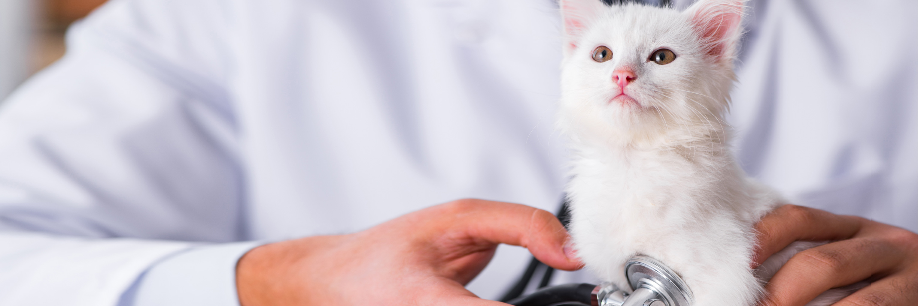 blood tests for cats