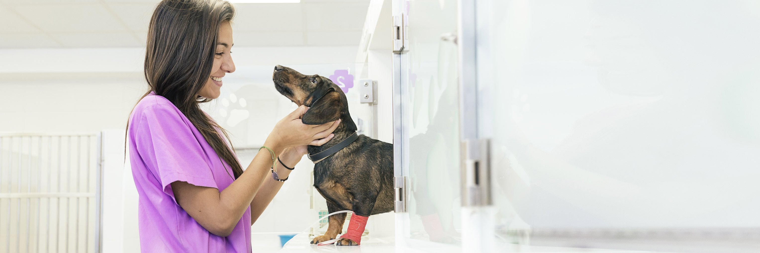 Dog Lab Tests