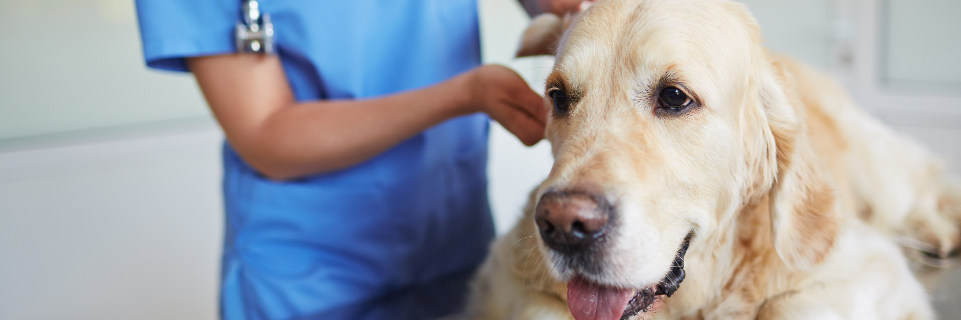 Dog Cancer