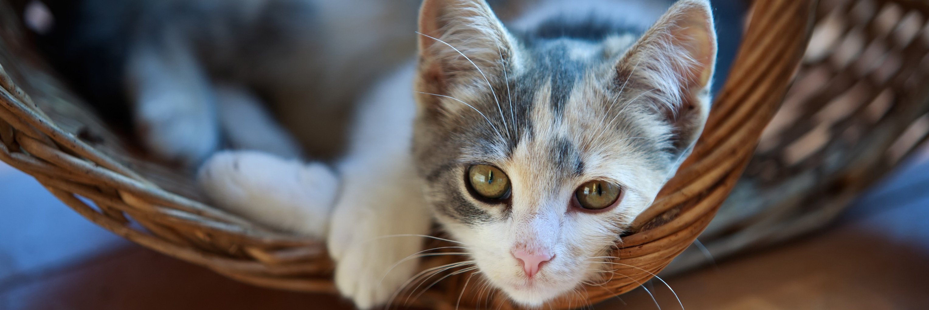 cat endoscopy