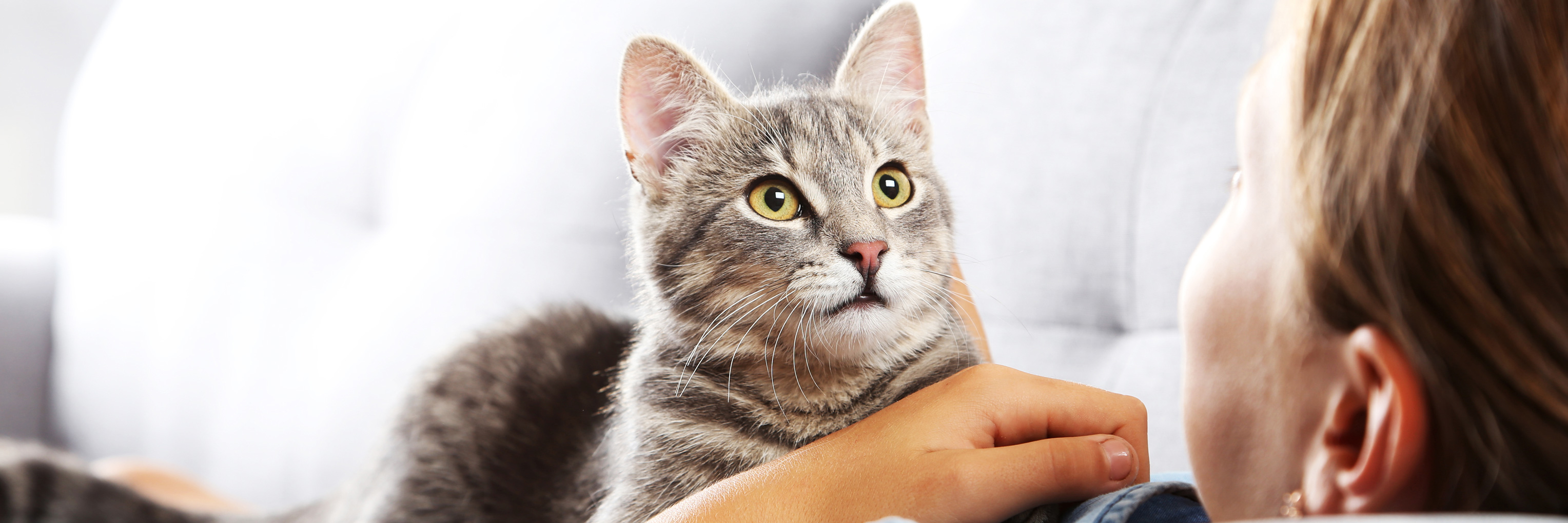 cat integrative holistic medicine