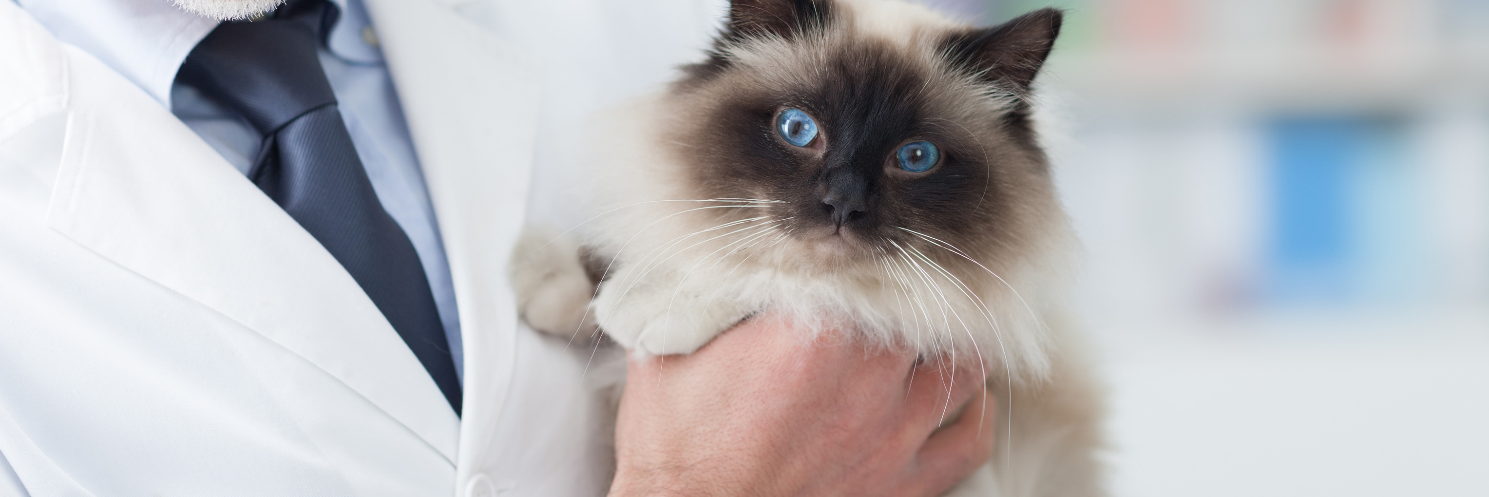 Cat sedative information