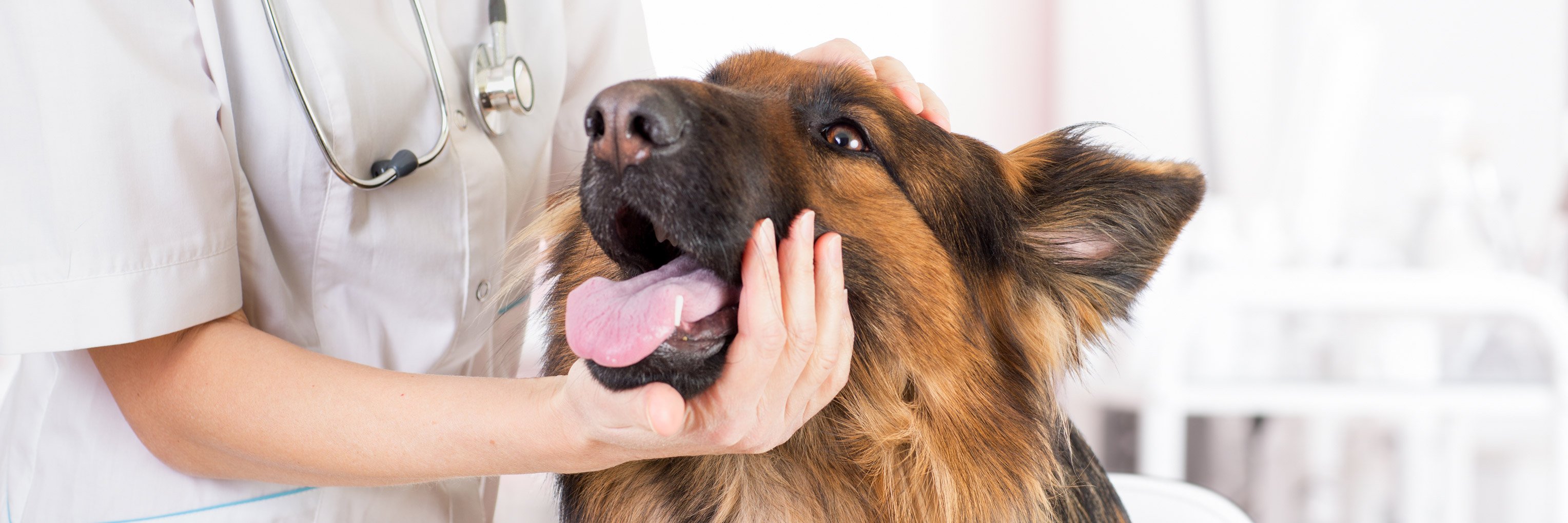 Dog Surgery