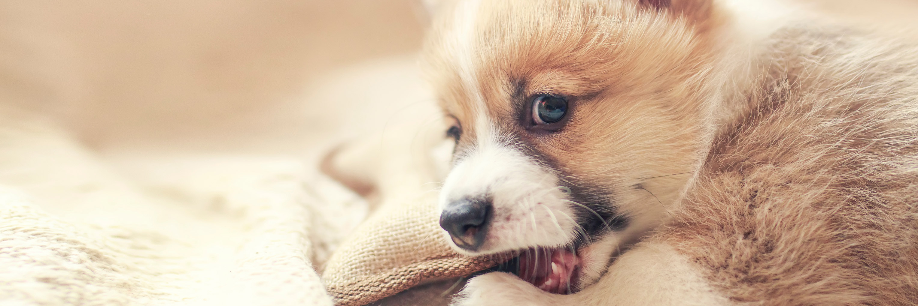 Dog Behavior
