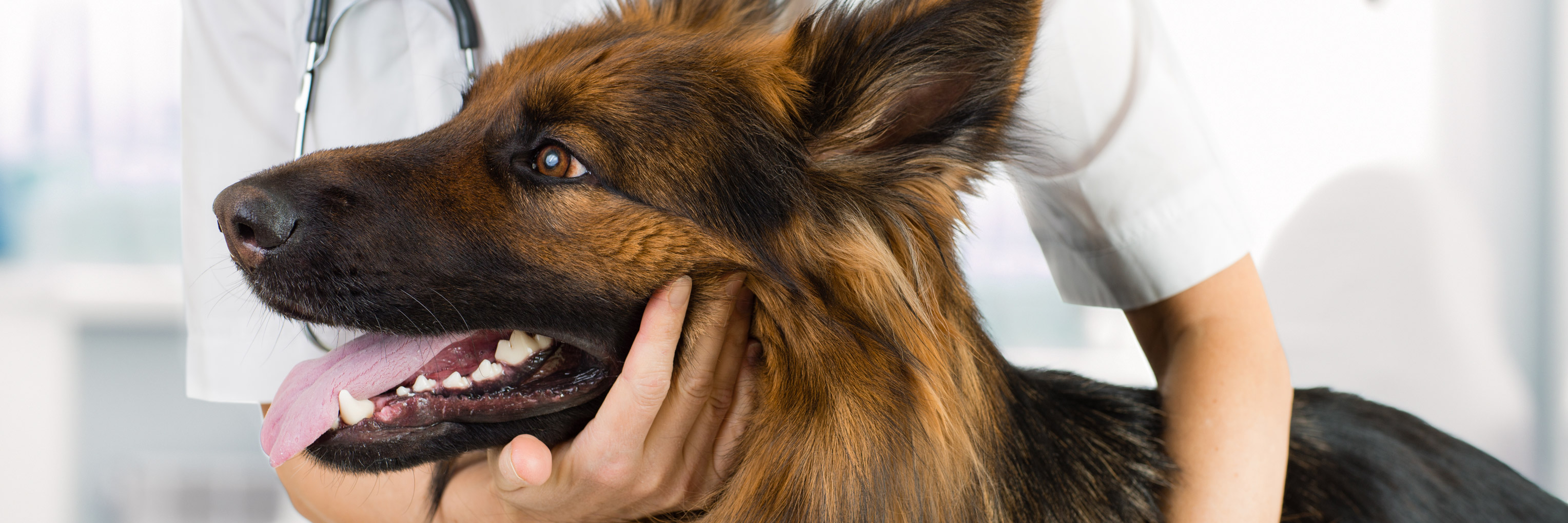 What Are the Core and Non-Core Vaccines For Dogs? Your FAQs Answered