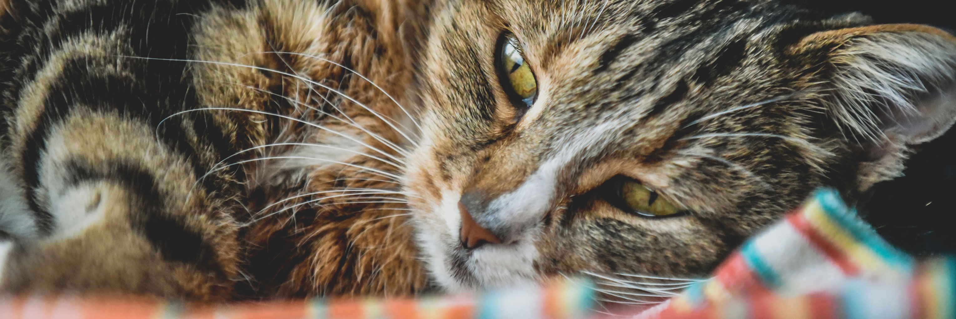 heartworms in cats