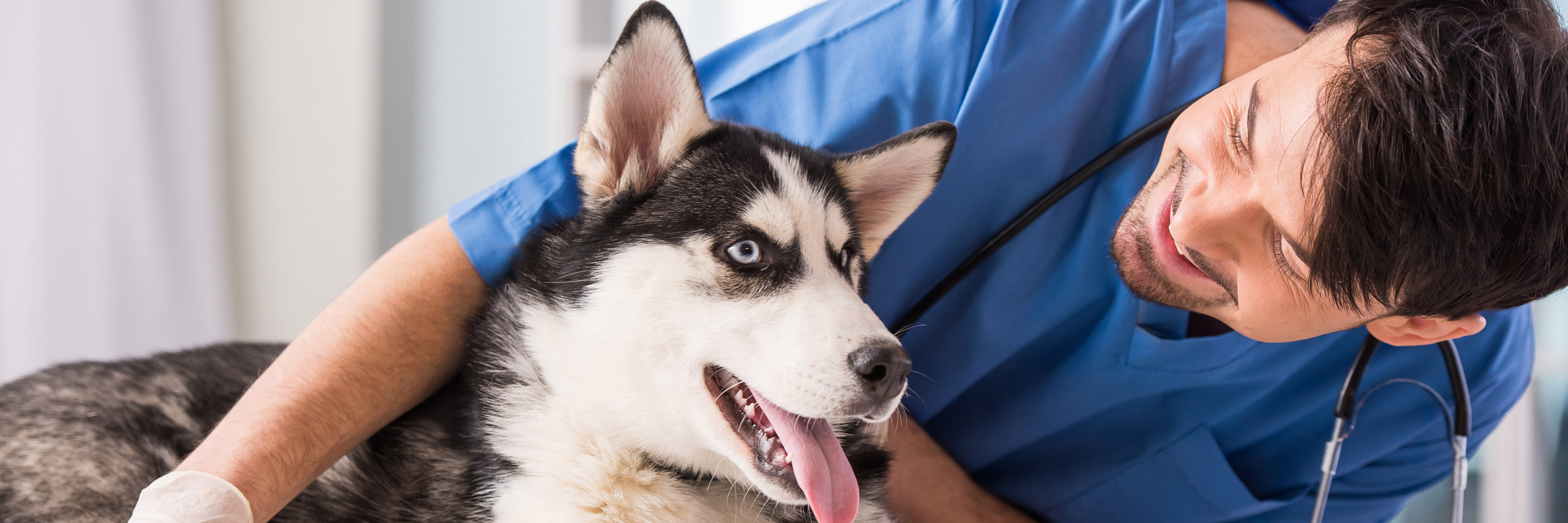 Dog Integrative Medicine