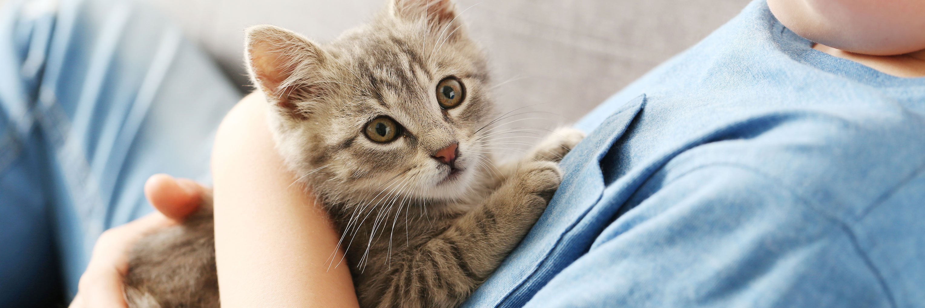  Kitten  Care 