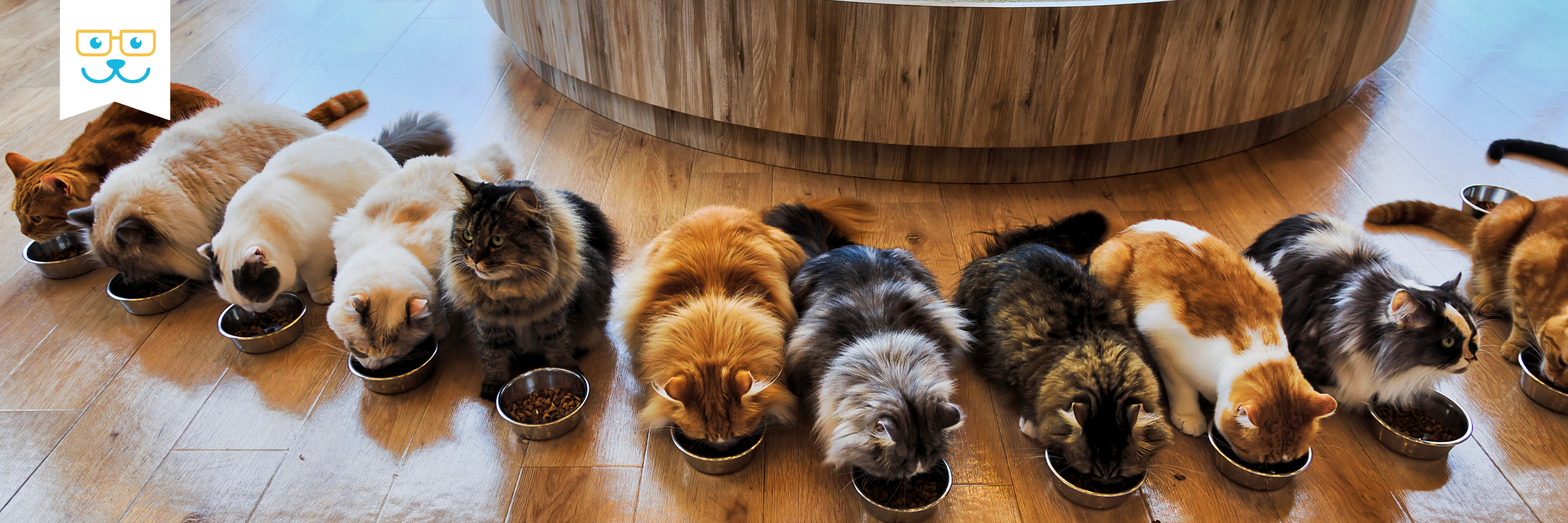 Cat Nutrition