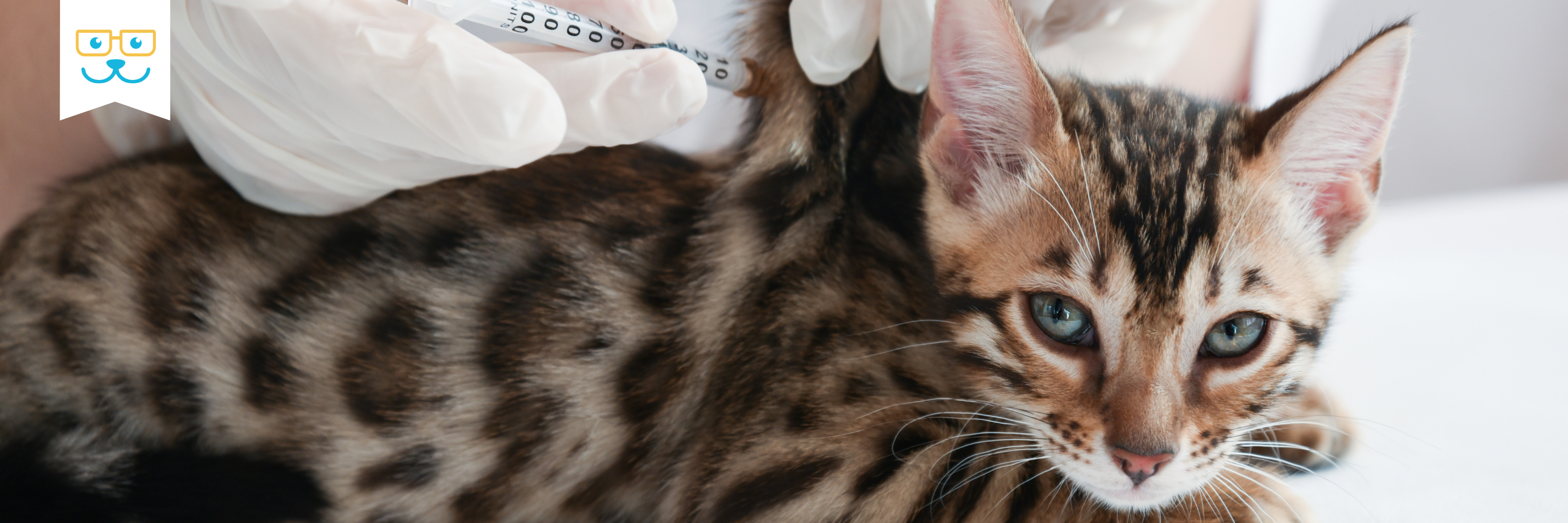 cat vaccinations