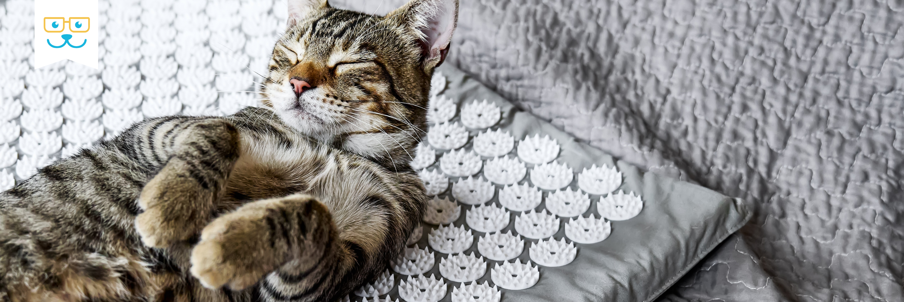 cat acupuncture information
