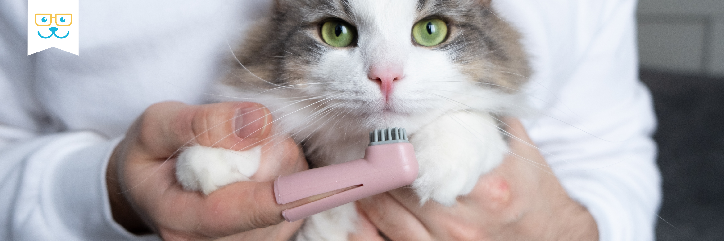 cat dental care