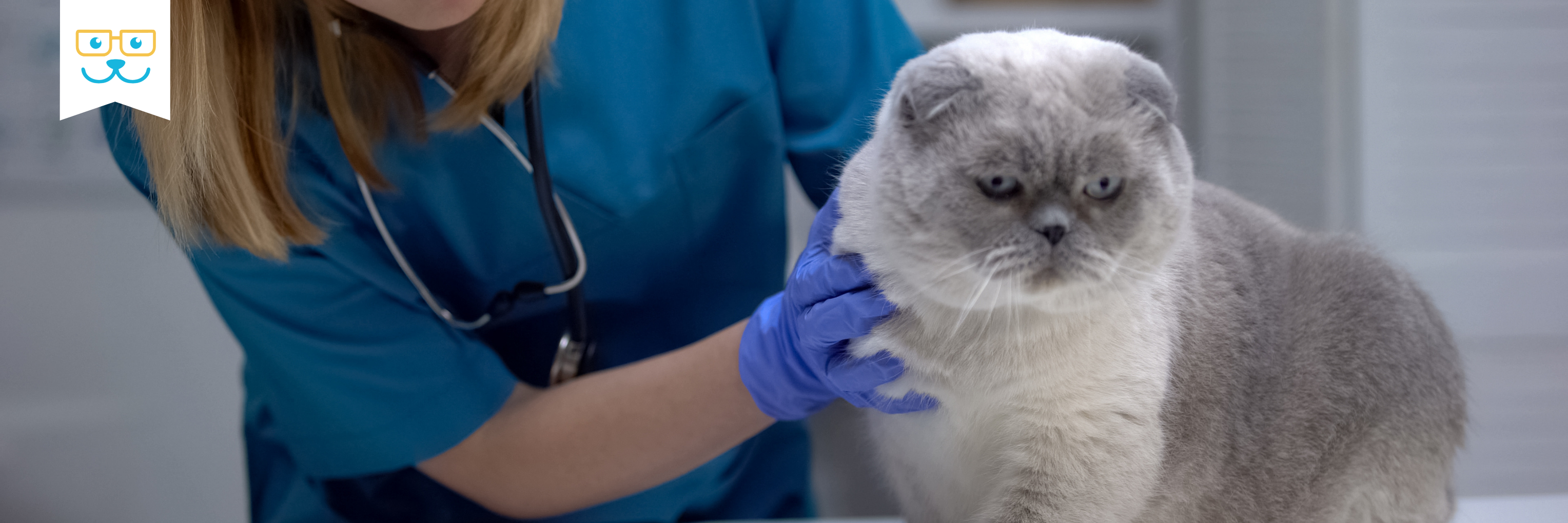cat wellness exams