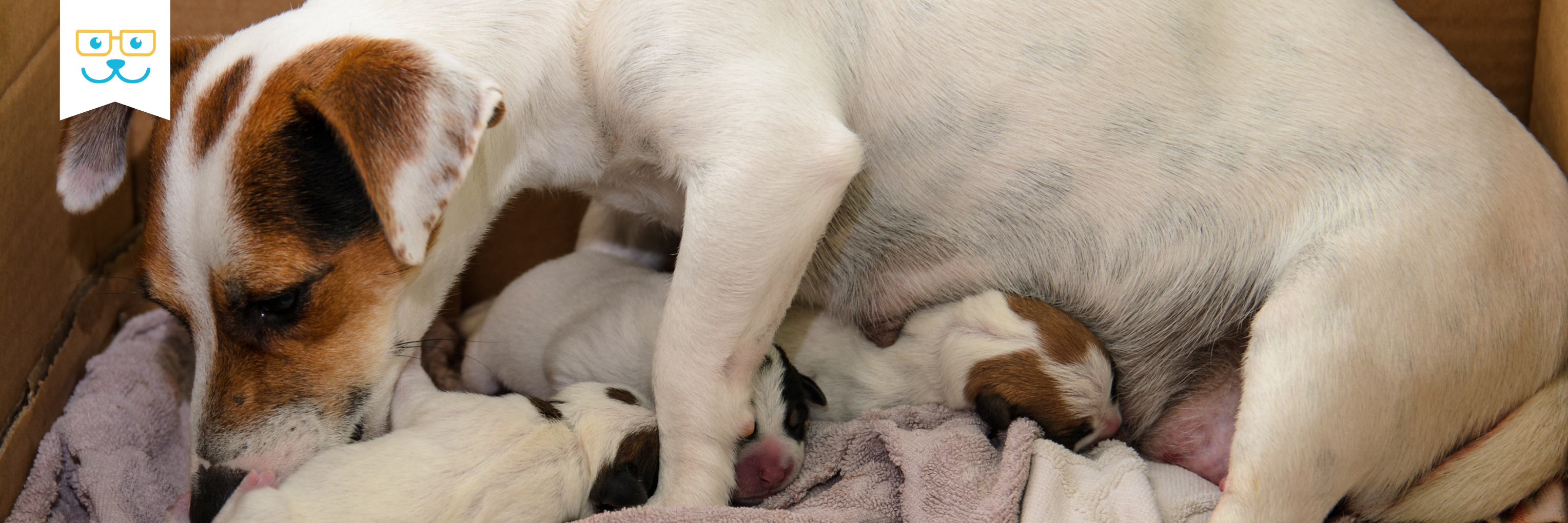 puppy heart rate in utero