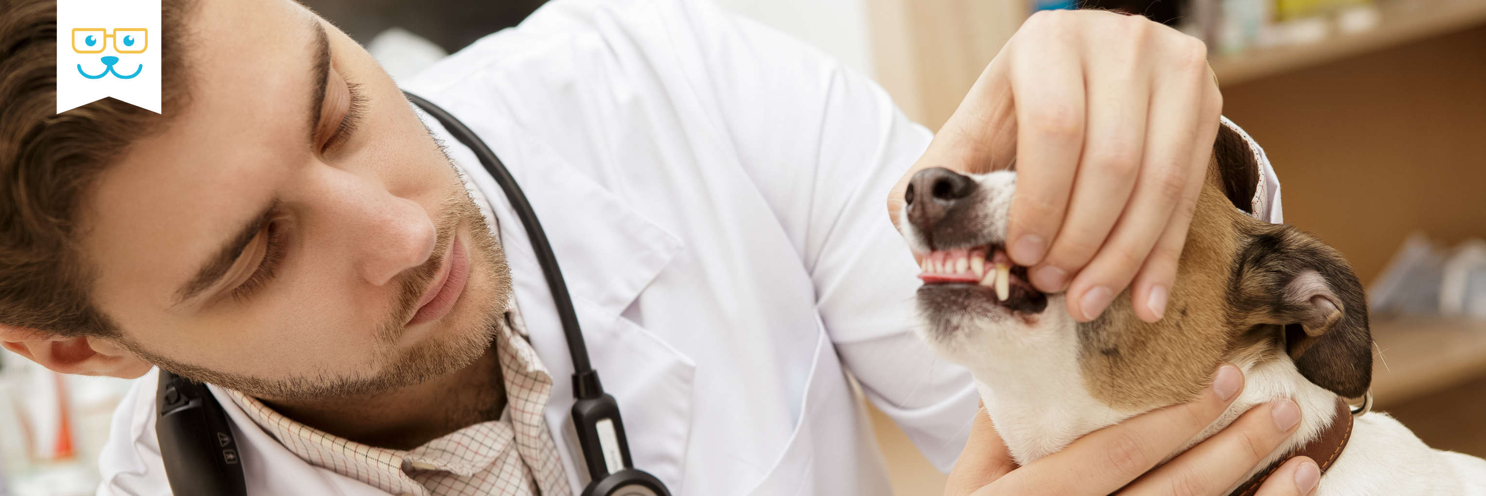 dog dentistry