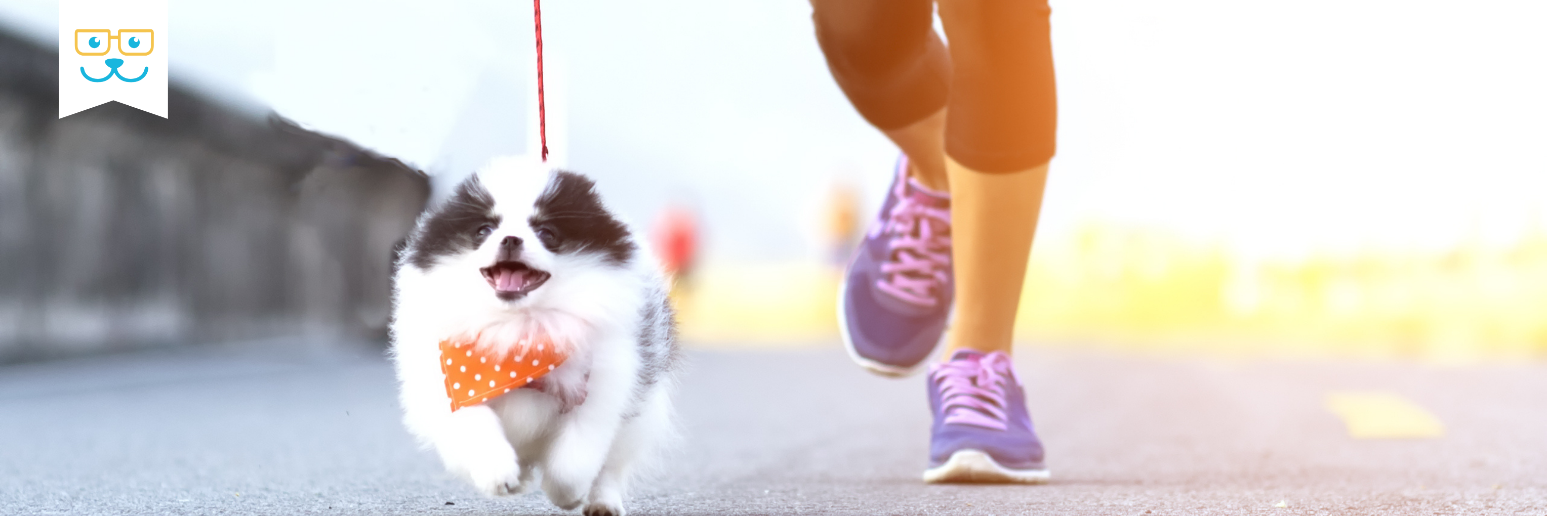 exercise for your dog