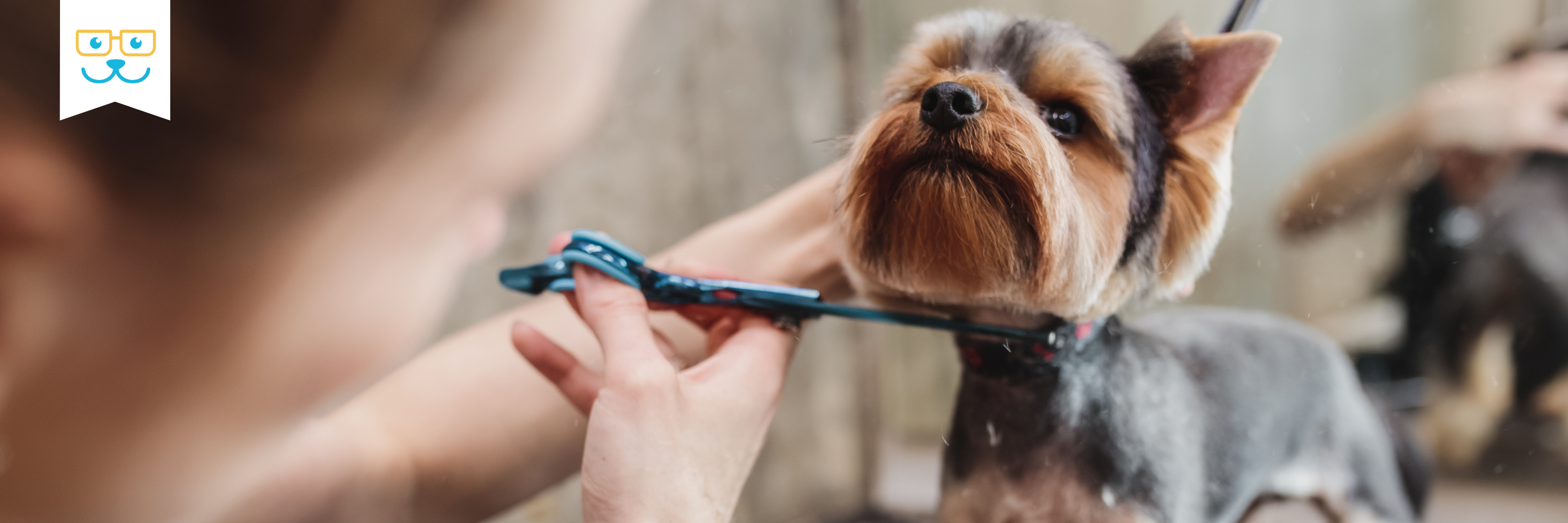 dog grooming