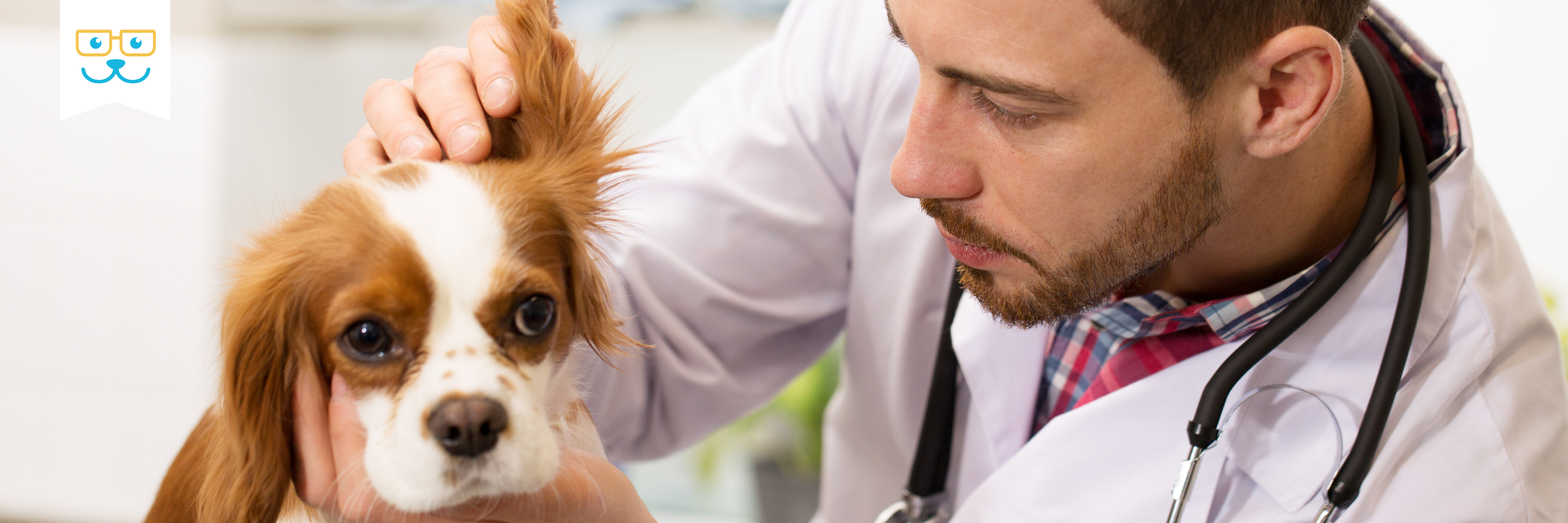 dog preventive care