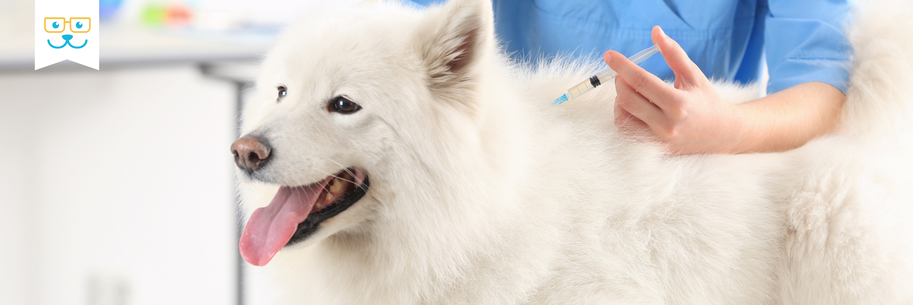 dog vaccinations