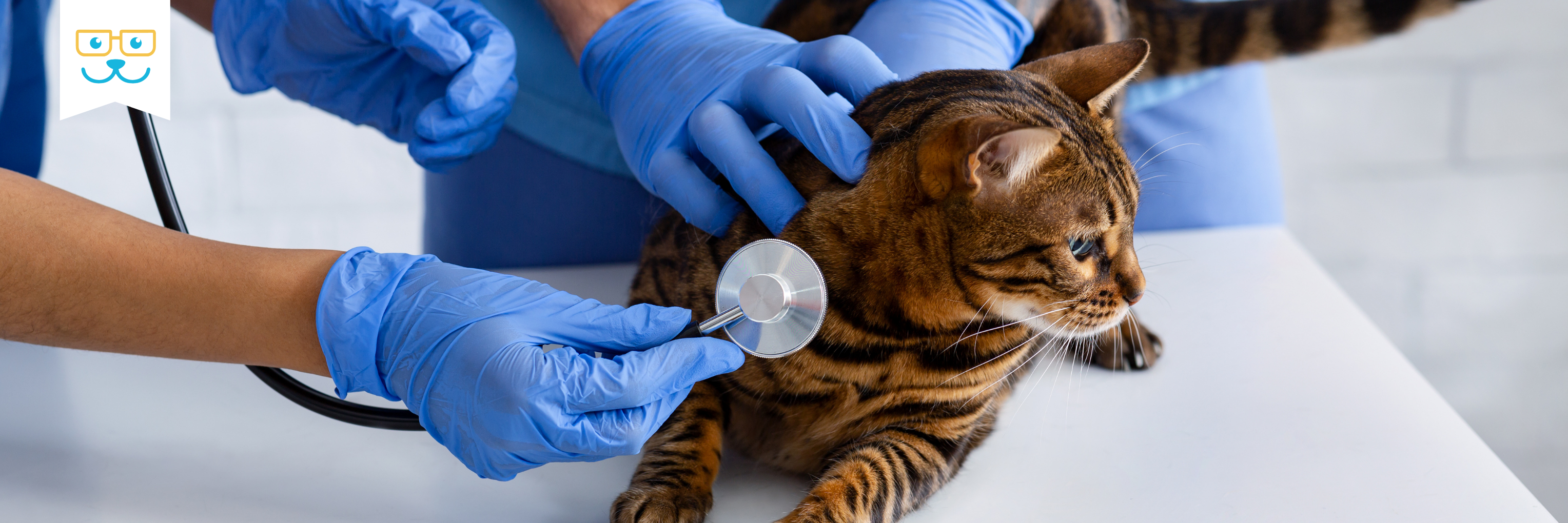 diagnosing and treating cardiology issues in cats