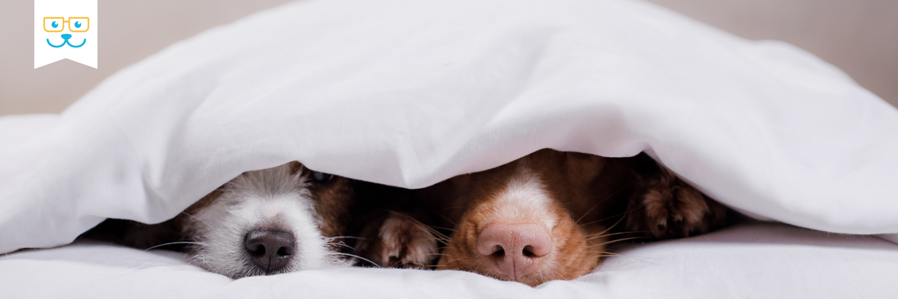 pain management for dogs