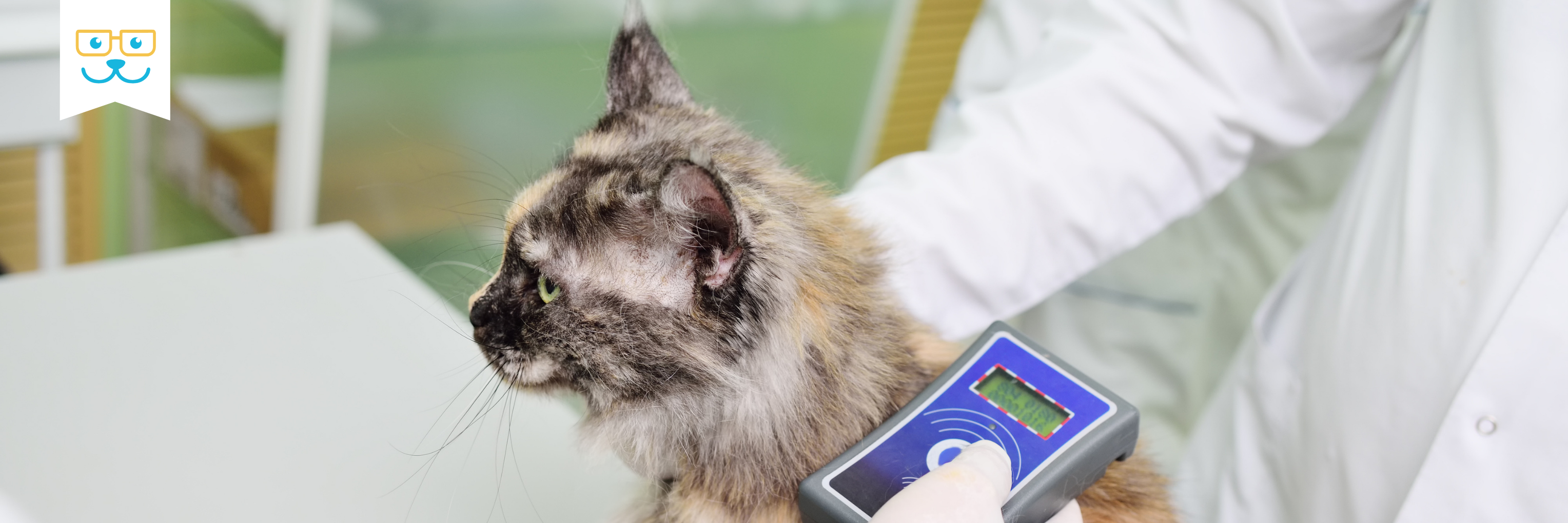 Scan sales cat microchip
