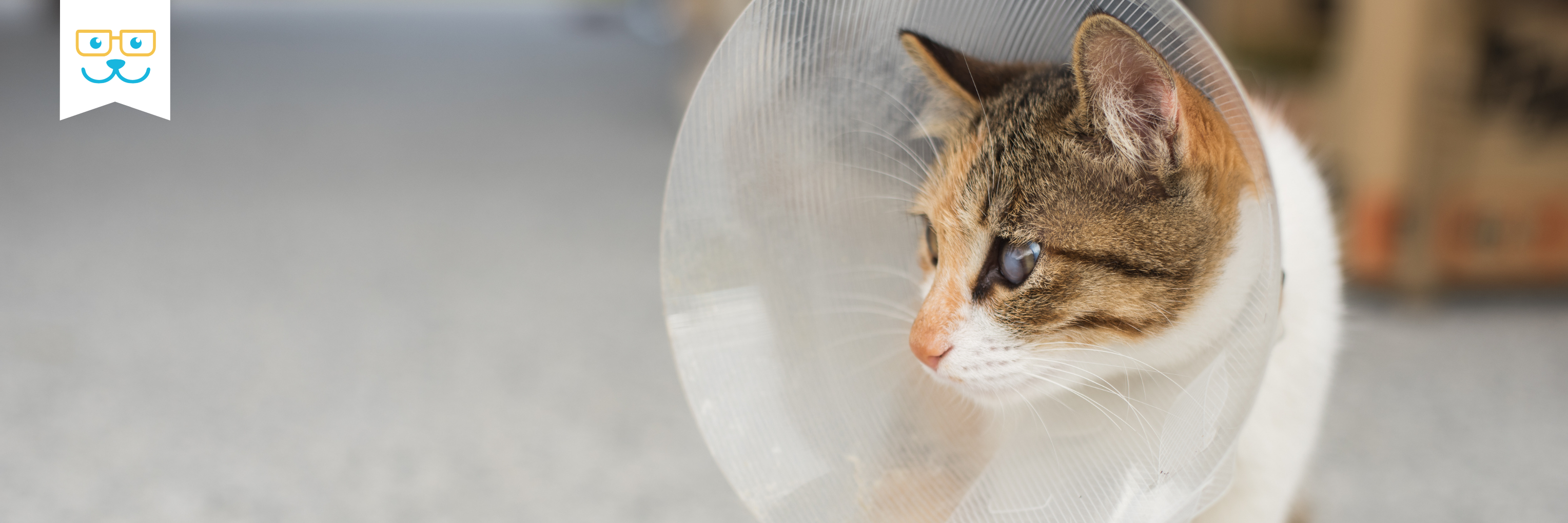 cat spaying or neutering
