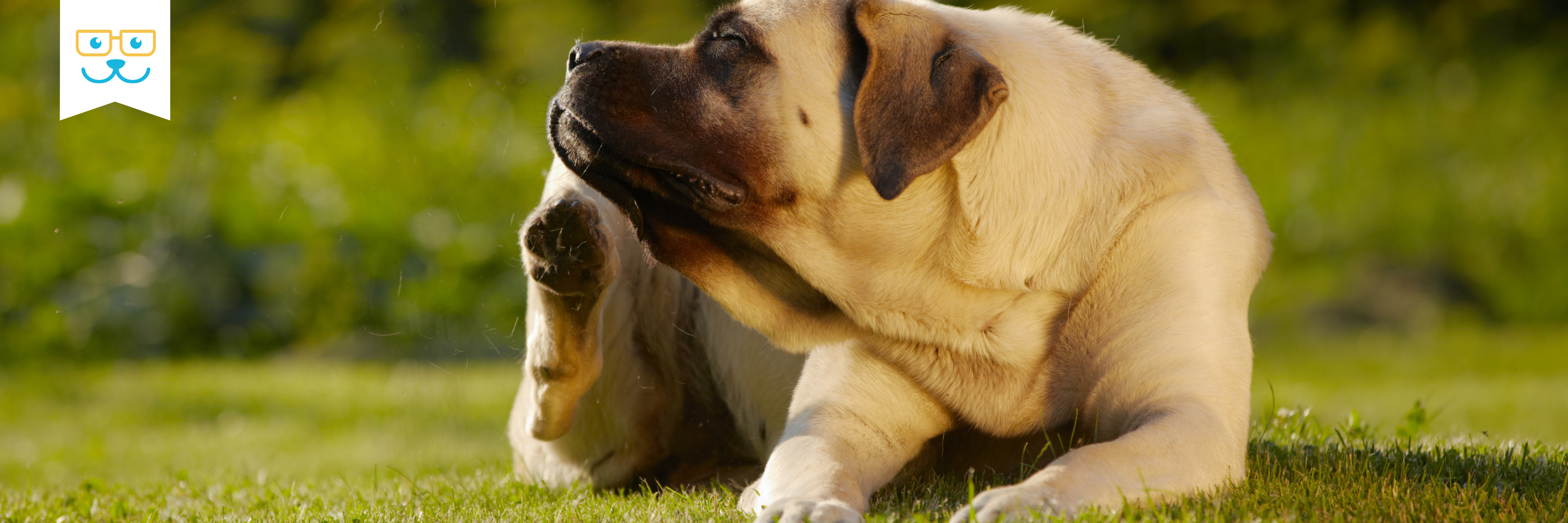 dog flea and tick treatment
