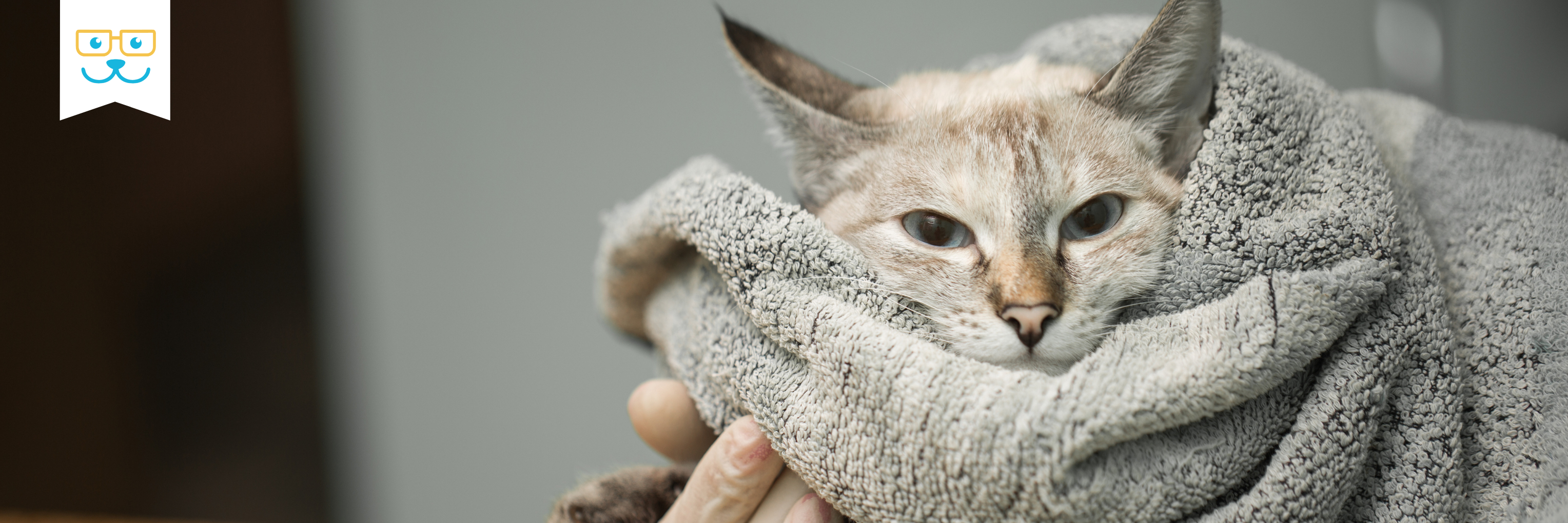 cancer in cats