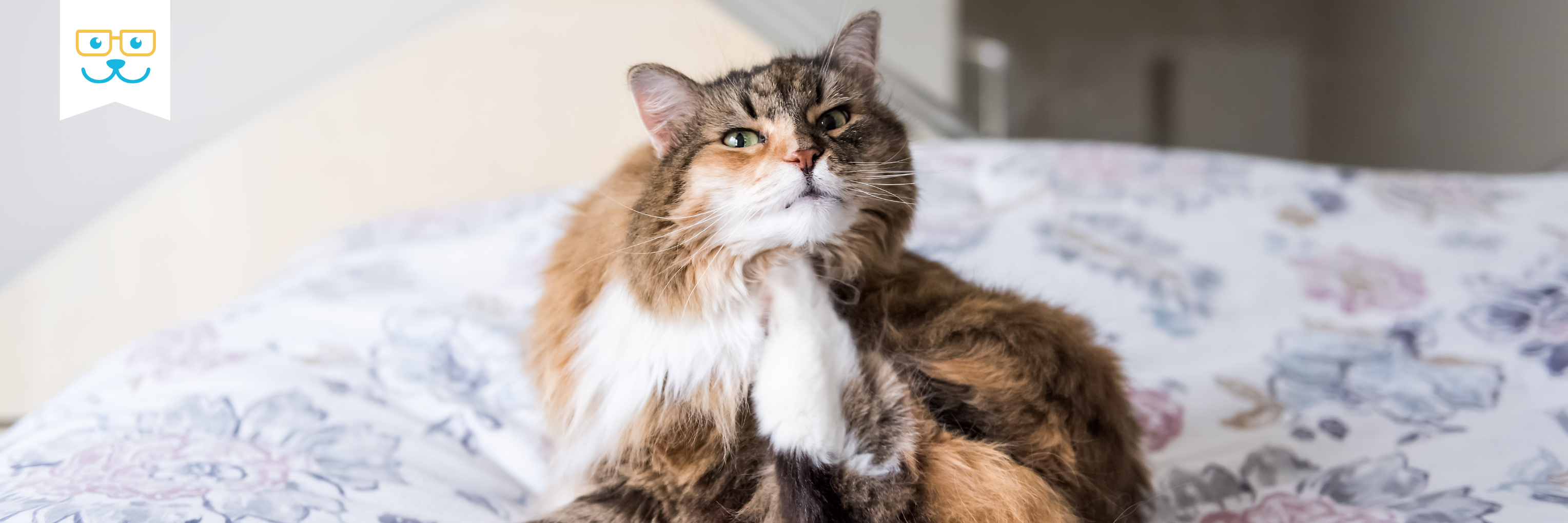 cat skin conditions