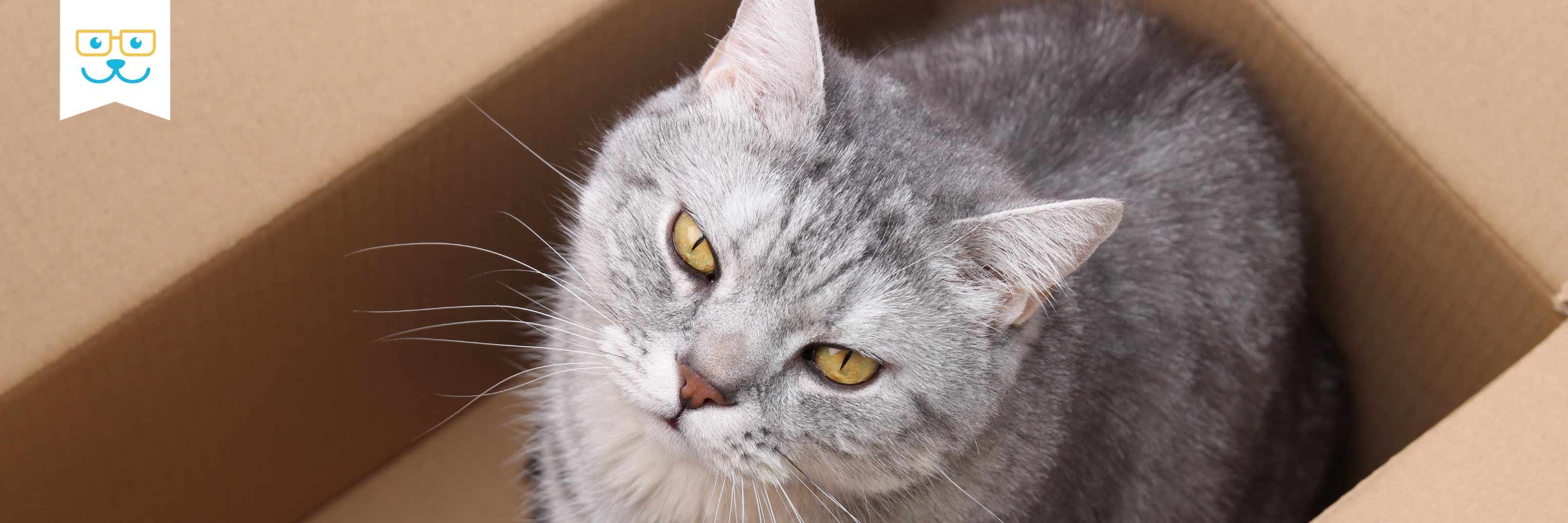 cat behavior